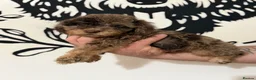 Cockapoo dogs for sale: Last Puppy remaining ❤️ f3 cockapoo puppies 🐾 - Advert 15