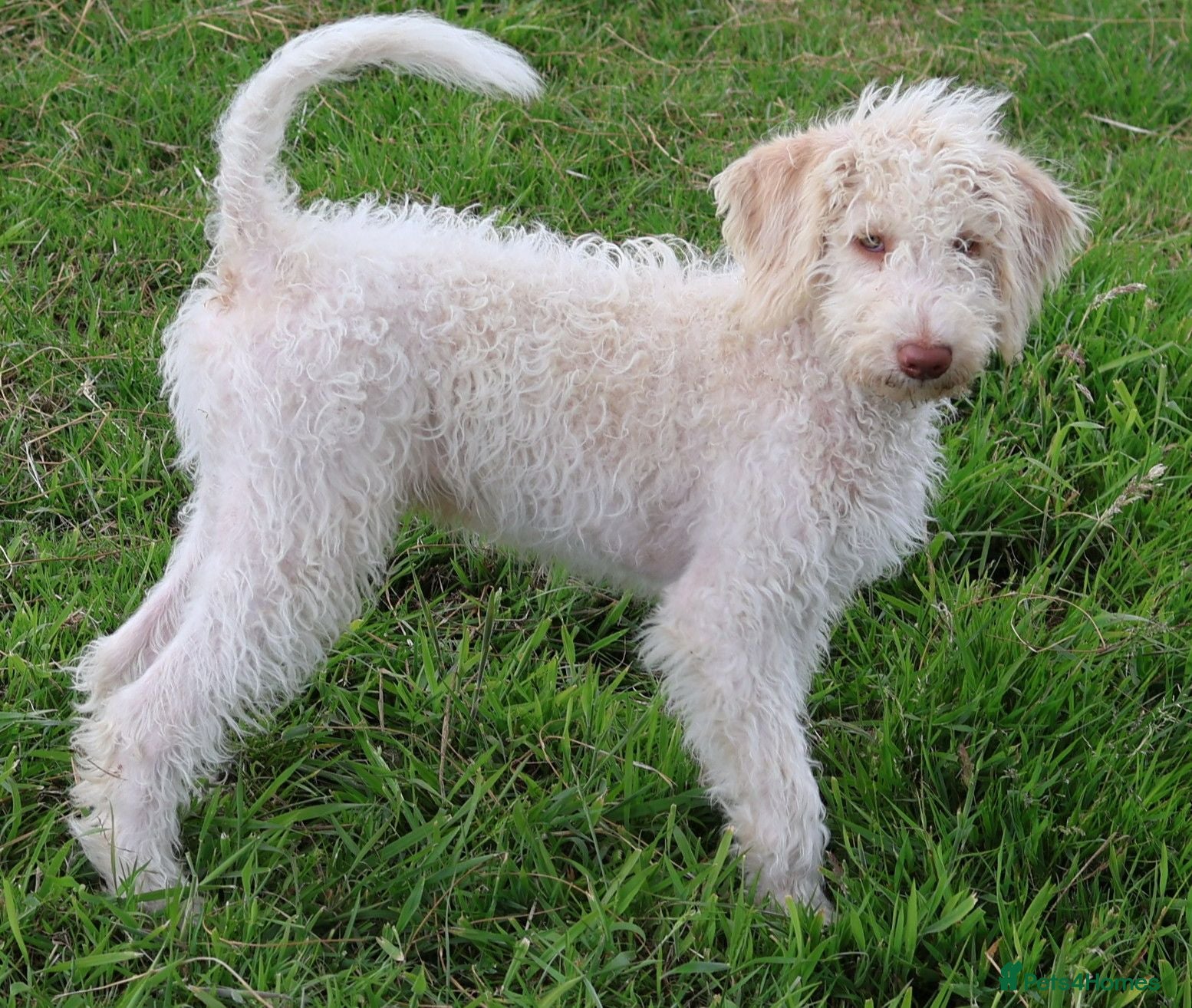Labradoodle dogs A Better Start Fully Vaccinated Manners HomeRaised - Advert 5
