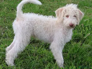 Labradoodle dogs A Better Start Fully Vaccinated Manners HomeRaised - Advert 5