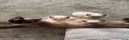 Ragdoll cats for sale: Ragdoll Kittens - Advert 17