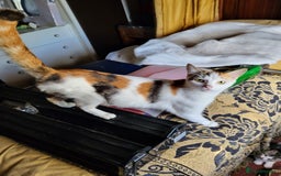 British Shorthair cats for sale: Lovely lively kittens! - Image 6
