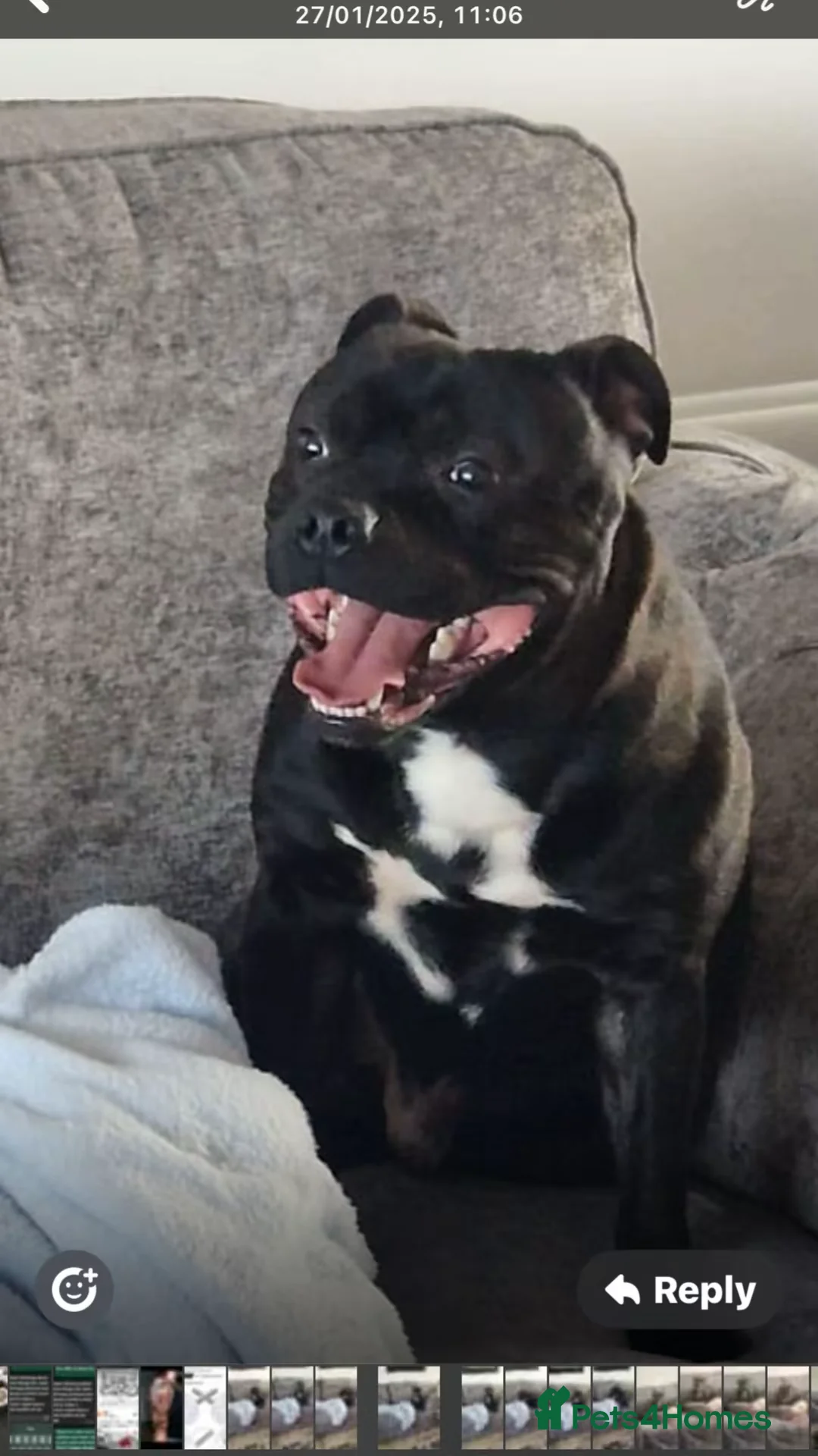 Staffordshire Bull Terrier dogs for stud: Arther - Advert 12