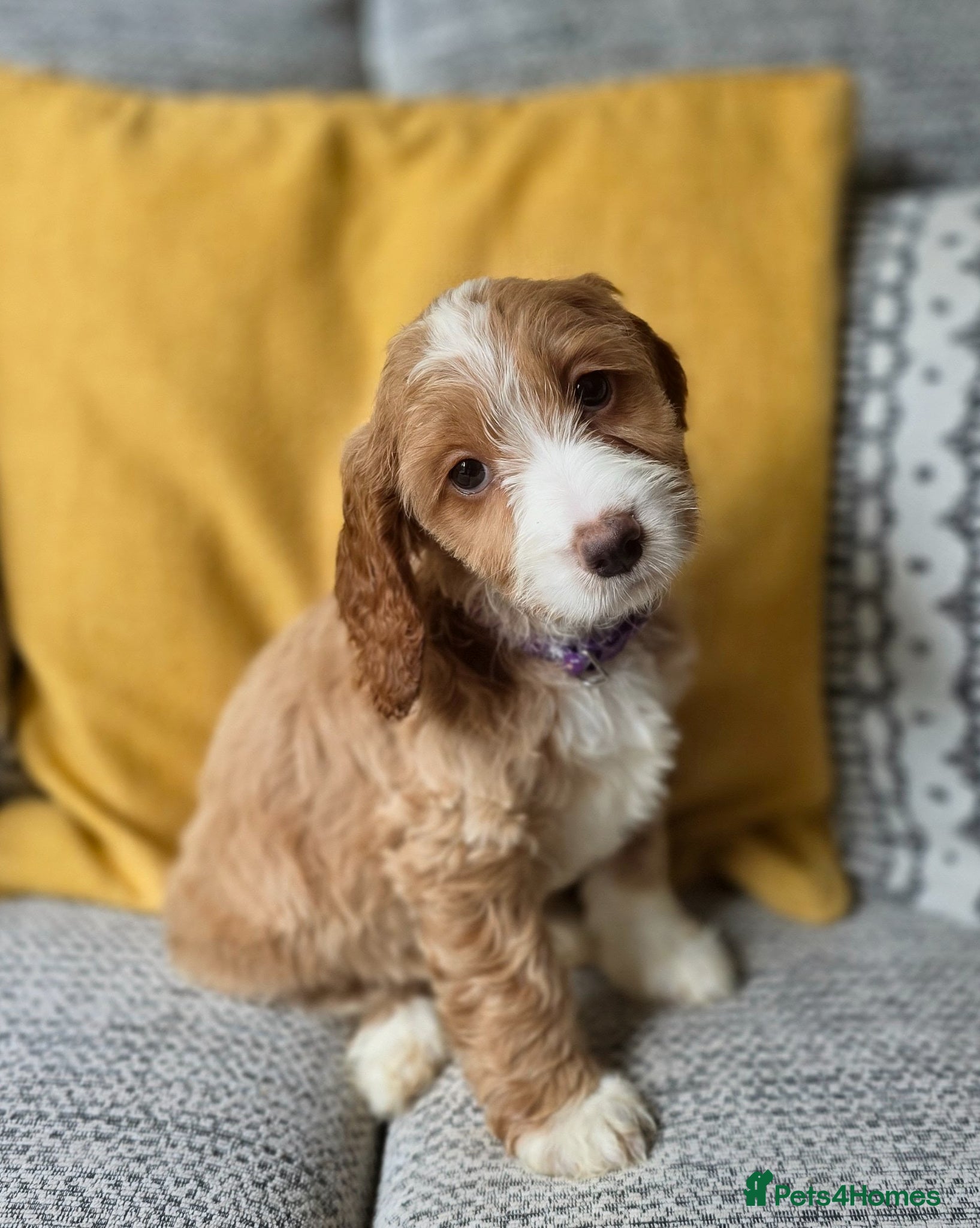 Cockapoo dogs Stunning cockapoo puppies  - Advert 19
