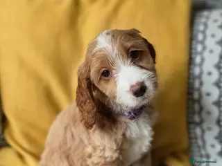 Cockapoo dogs Stunning cockapoo puppies - Advert 1