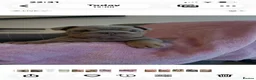 English Bulldog dogs for sale: Beautiful Chucky chocolate puppies  - Advert 13