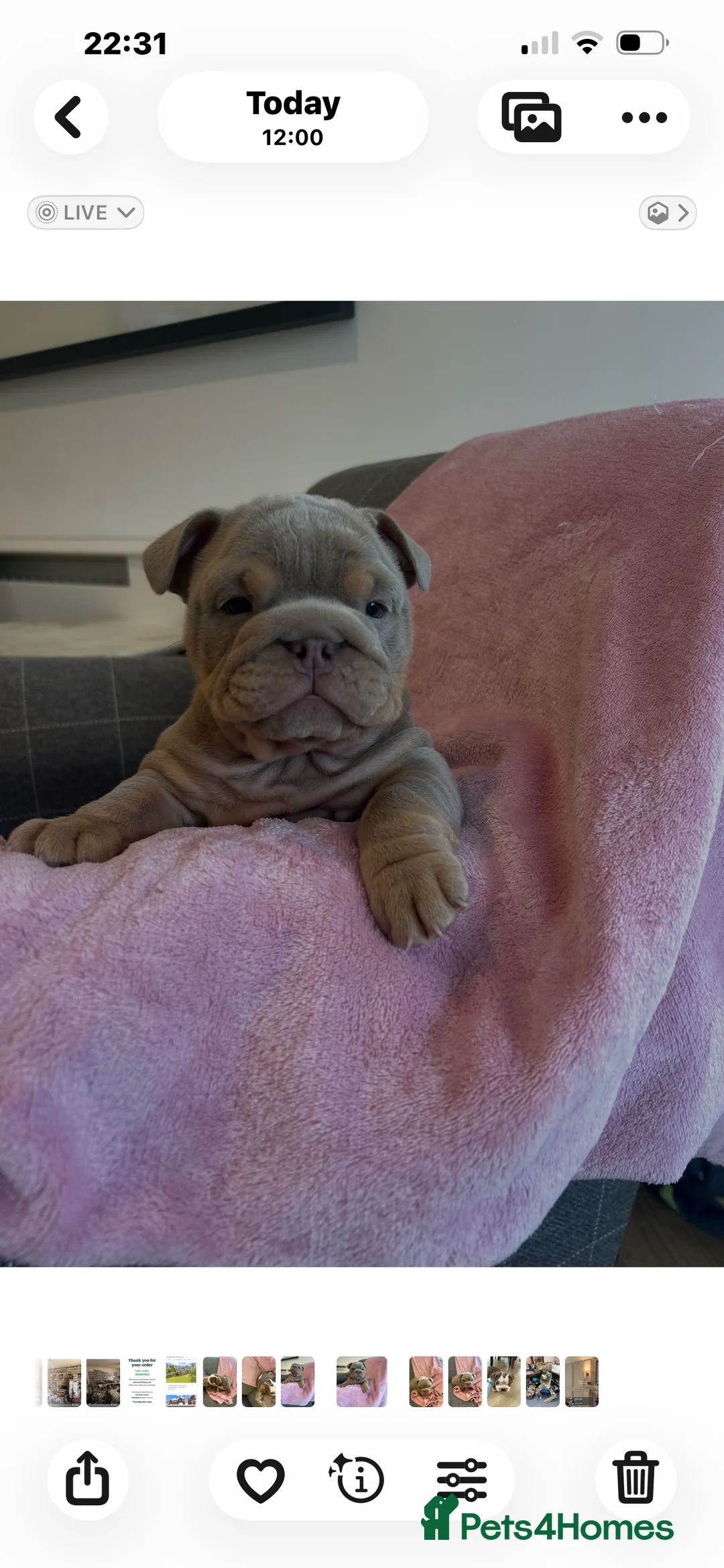 English Bulldog dogs for sale: Beautiful Chucky chocolate puppies  - Advert 13