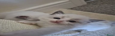 Ragdoll Kitten 3