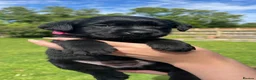 Labrador Retriever dogs for sale: 9 Black Labrador Retrievers   - Advert 16