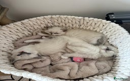 Ragdoll cats for sale: 🎀 Purebred European Ragdoll kittens 🎀  - Image 10