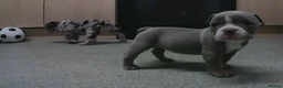 English Bulldog dogs for sale: New English bulldog puppies in Milton Keynes - Advert 8