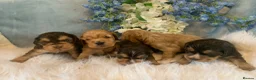 Cocker Spaniel dogs for sale: Show type cocker spaniel puppy’s  - Advert 11
