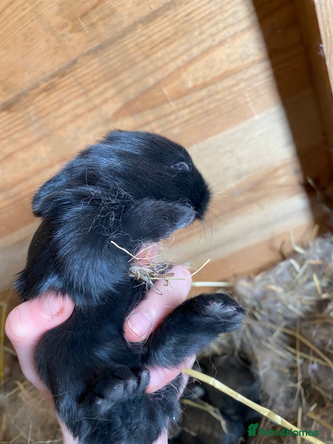 Lionhead rabbits for sale: Baby lion head  - Advert 6