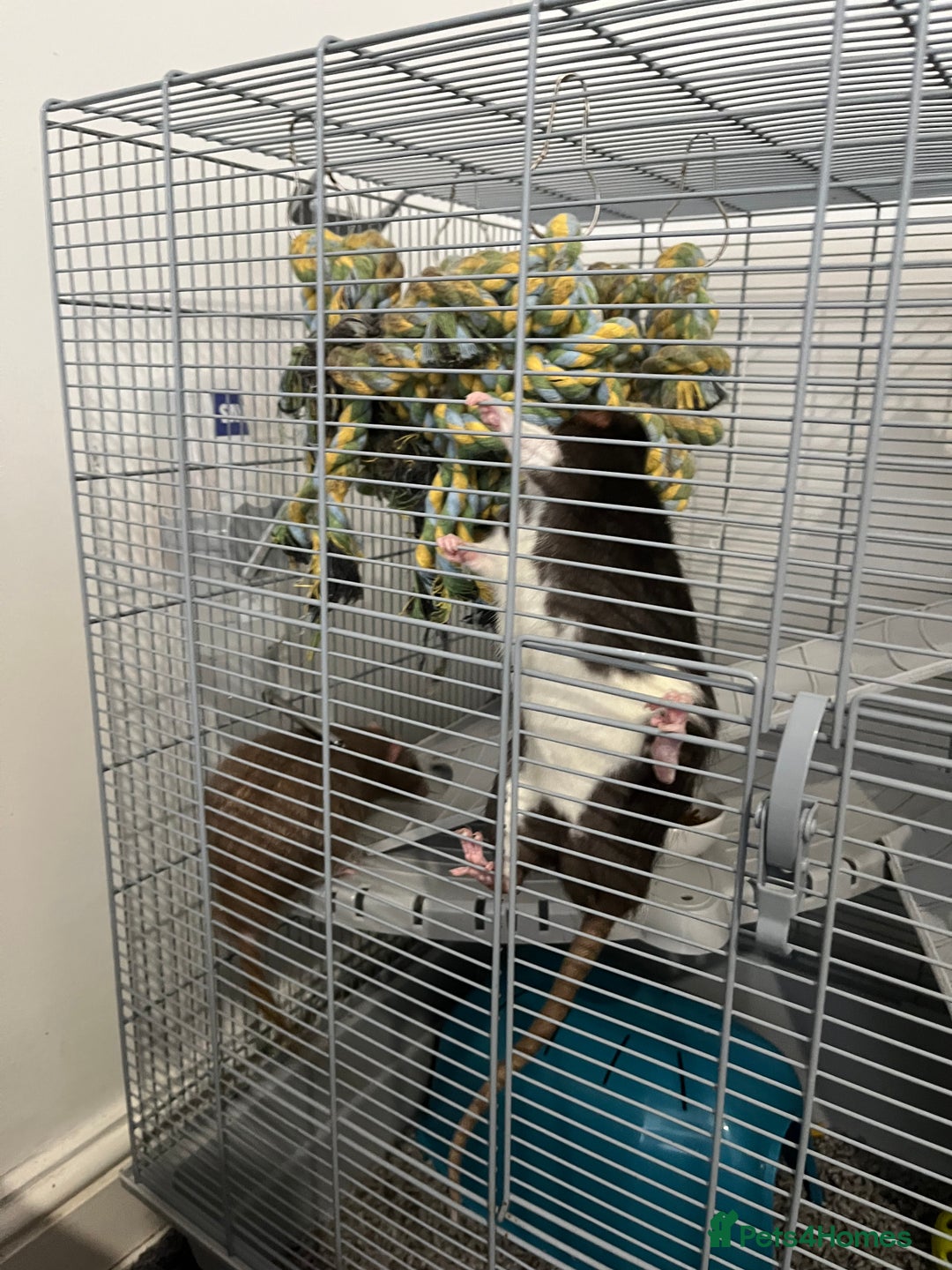 Rat rodents for sale: Two 6 months old male rats - Image 5