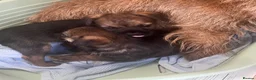 Border Terrier dogs for sale: Border terrier girls  - Advert 5