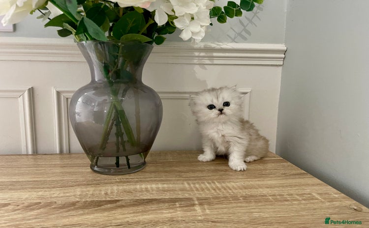 Persian cats - Advert 9