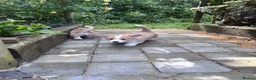Welsh Corgi Pembroke dogs for sale: KC registered corgi puppy - Advert 11