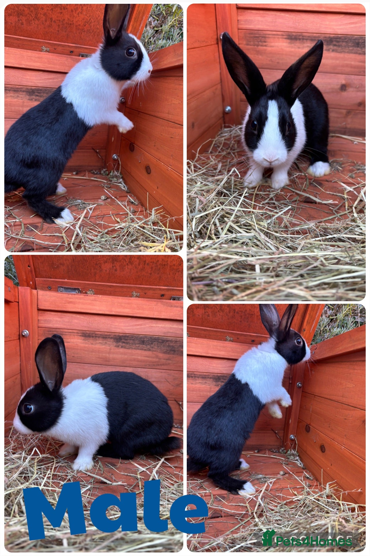 Dutch rabbits 🐰Mixed Dutch Baby Rabbits🐰 Ready  - Advert 10
