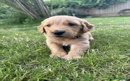 Golden Retriever dogs for sale: Kc pedigree golden retrievers (fox red  in Malton - Image 22