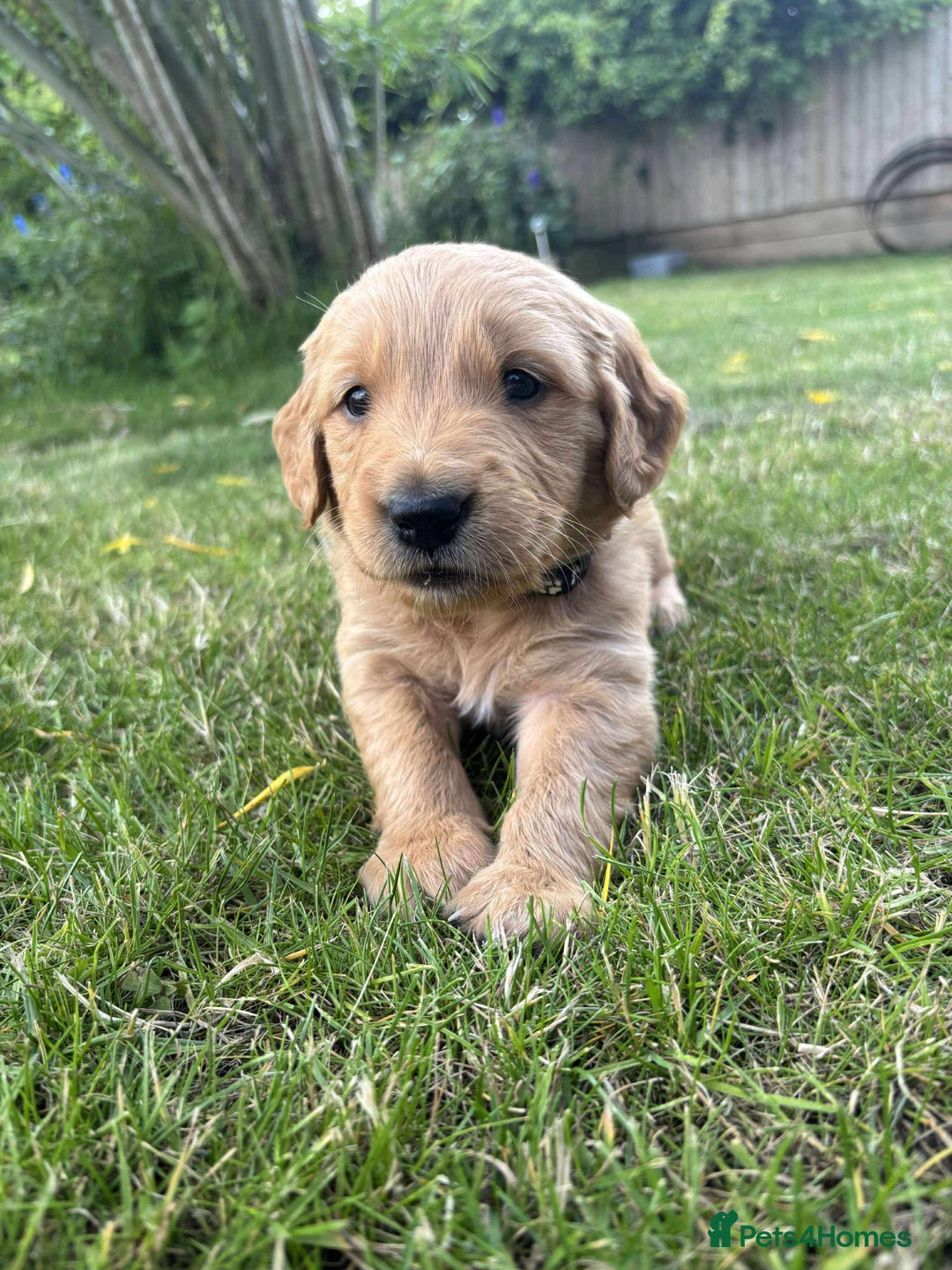 Golden Retriever dogs for sale: Kc pedigree golden retrievers (fox red  in Malton - Image 22