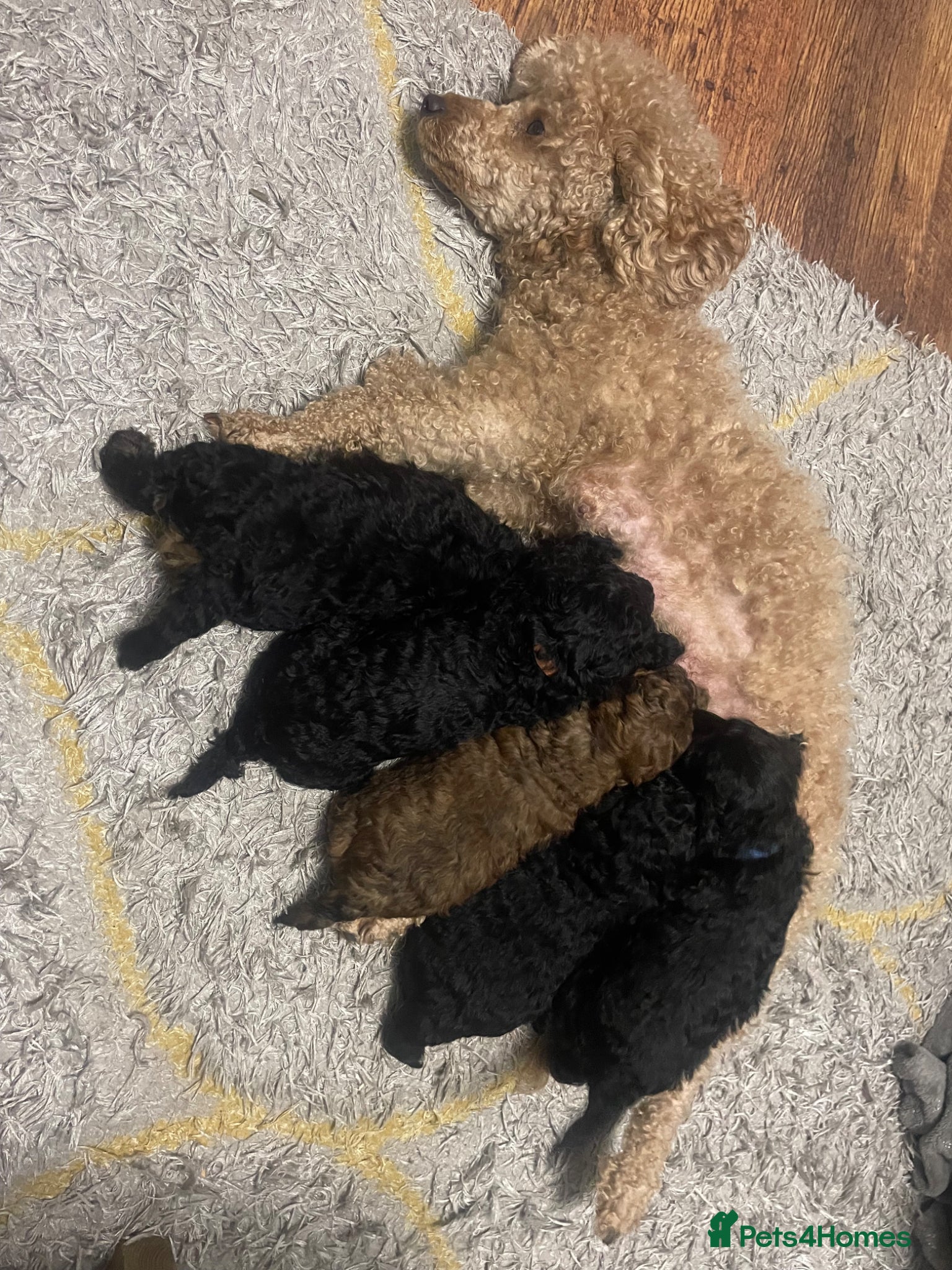 Toy Poodle dogs 5 Gorgeous and Lively Toy Poodle puppies  - Advert 17