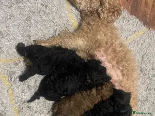 Toy Poodle dogs 5 Gorgeous and Lively Toy Poodle puppies - Advert 7