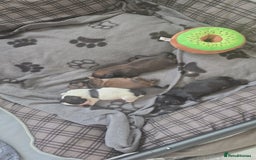 Shih Tzu dogs for sale: 2 buiful shih tzus need their forever home - Image 2