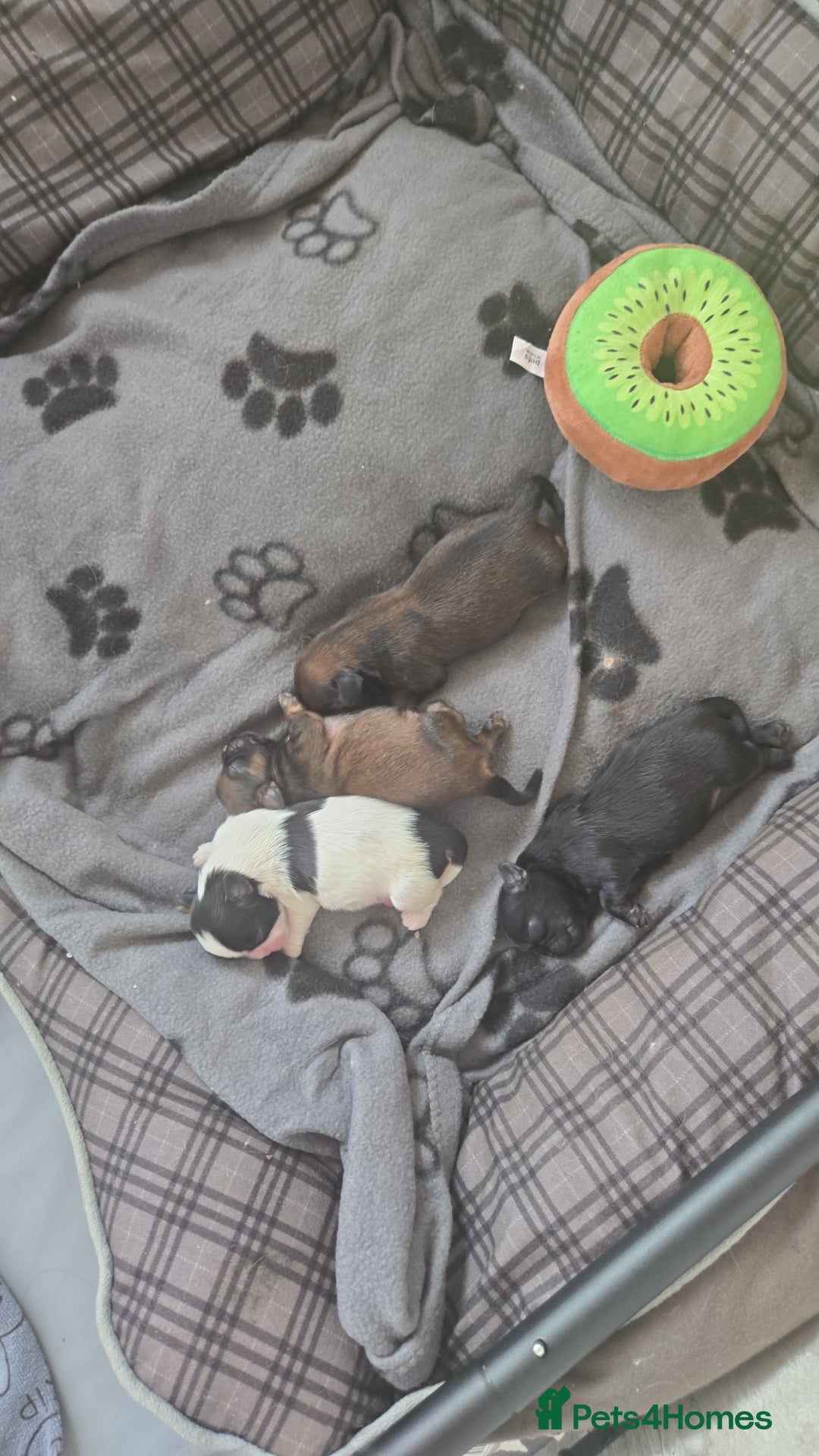 Shih Tzu dogs for sale: 2 buiful shih tzus need their forever home - Image 2