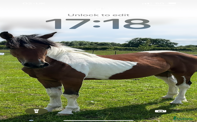 Hanoverian horses - Advert 2