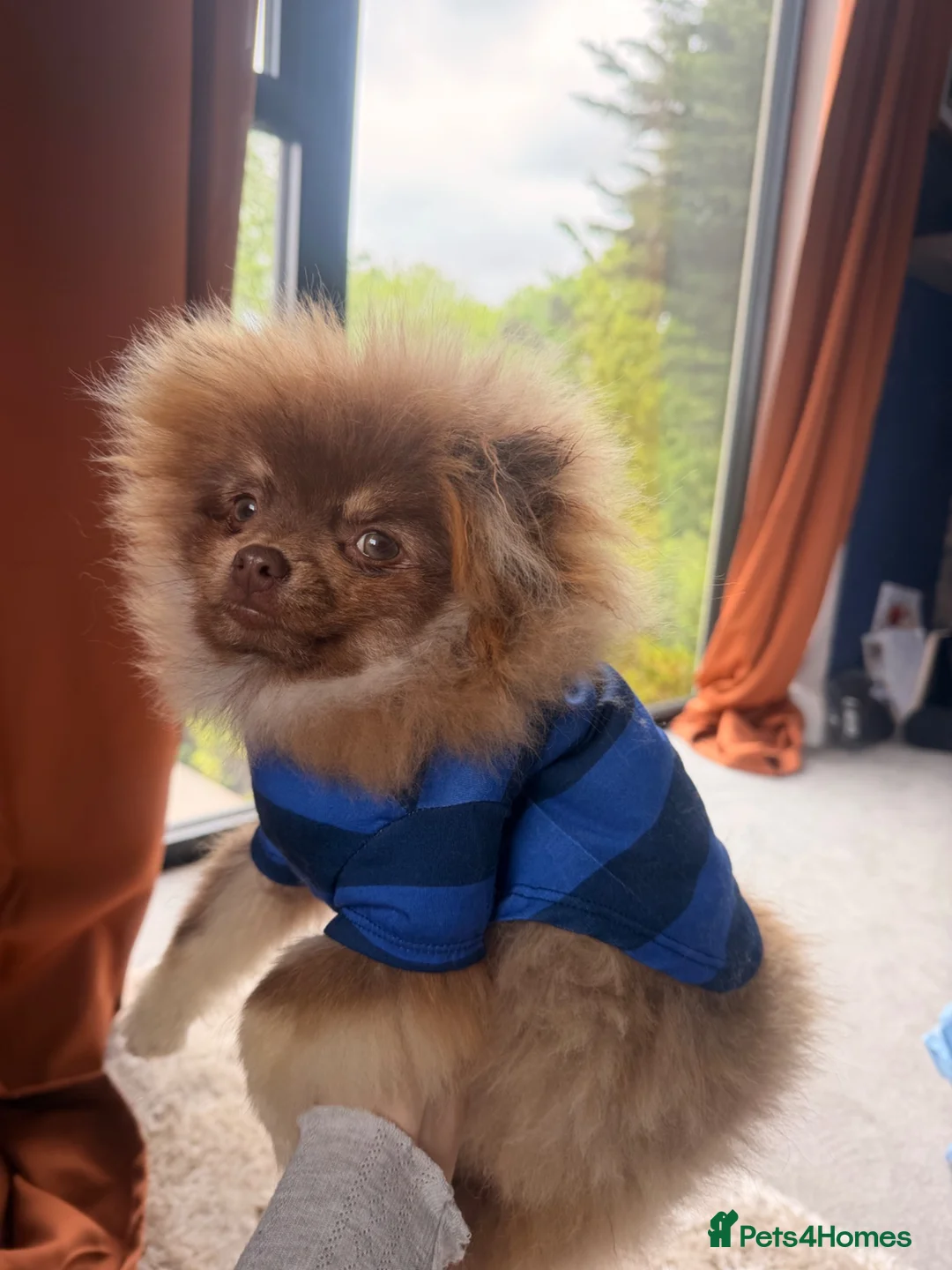 Pomeranian dogs for sale: Stunning chocolate and Tan Male Pomeranian  - Advert 2