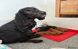Cocker Spaniel dogs for sale: The most gorgeous litter of tiny cocker spaniels - Image 1