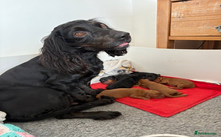 Cocker Spaniel dogs - Advert 2