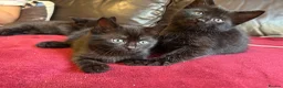 Mixed Breed cats for sale: Kittens for sale  in Grays - Advert 7