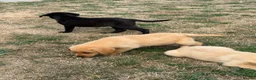 Labrador Retriever dogs for sale: 🖤🧡Fabulous Puppies Looking for a 5⭐️ home  - Advert 7