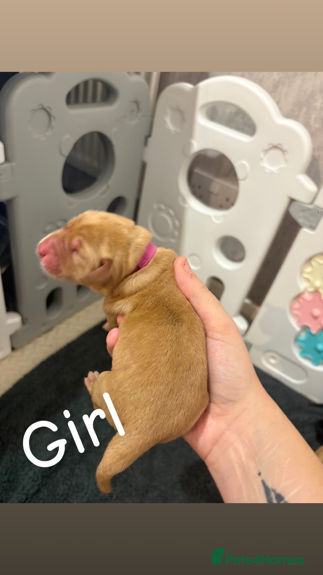 Labrador Retriever dogs for sale: Labrador Retriever Puppies for Sale 🐾 - Advert 16