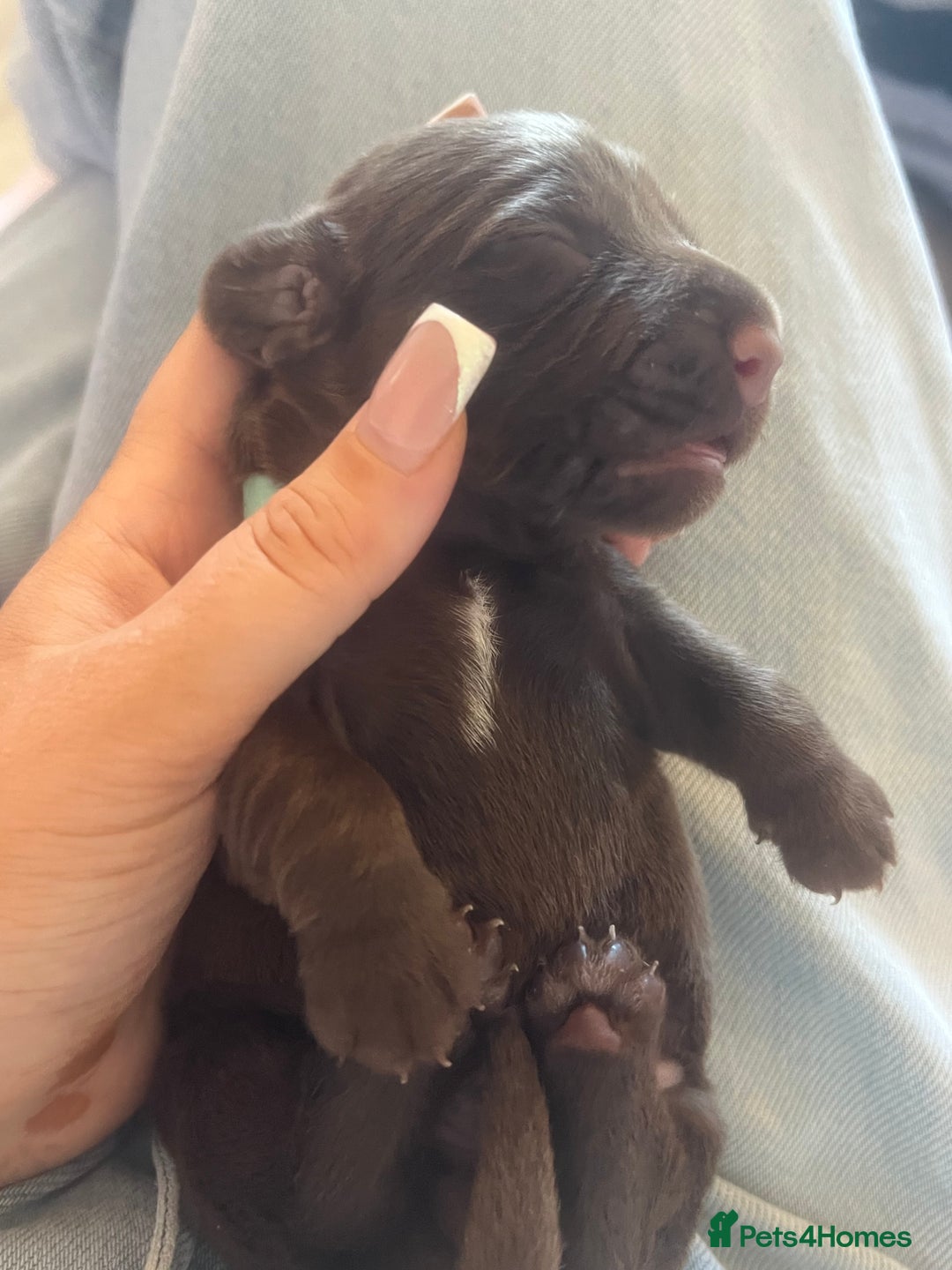 Mixed Breed dogs for sale: DAXIPOO PUPPIES  - Image 13