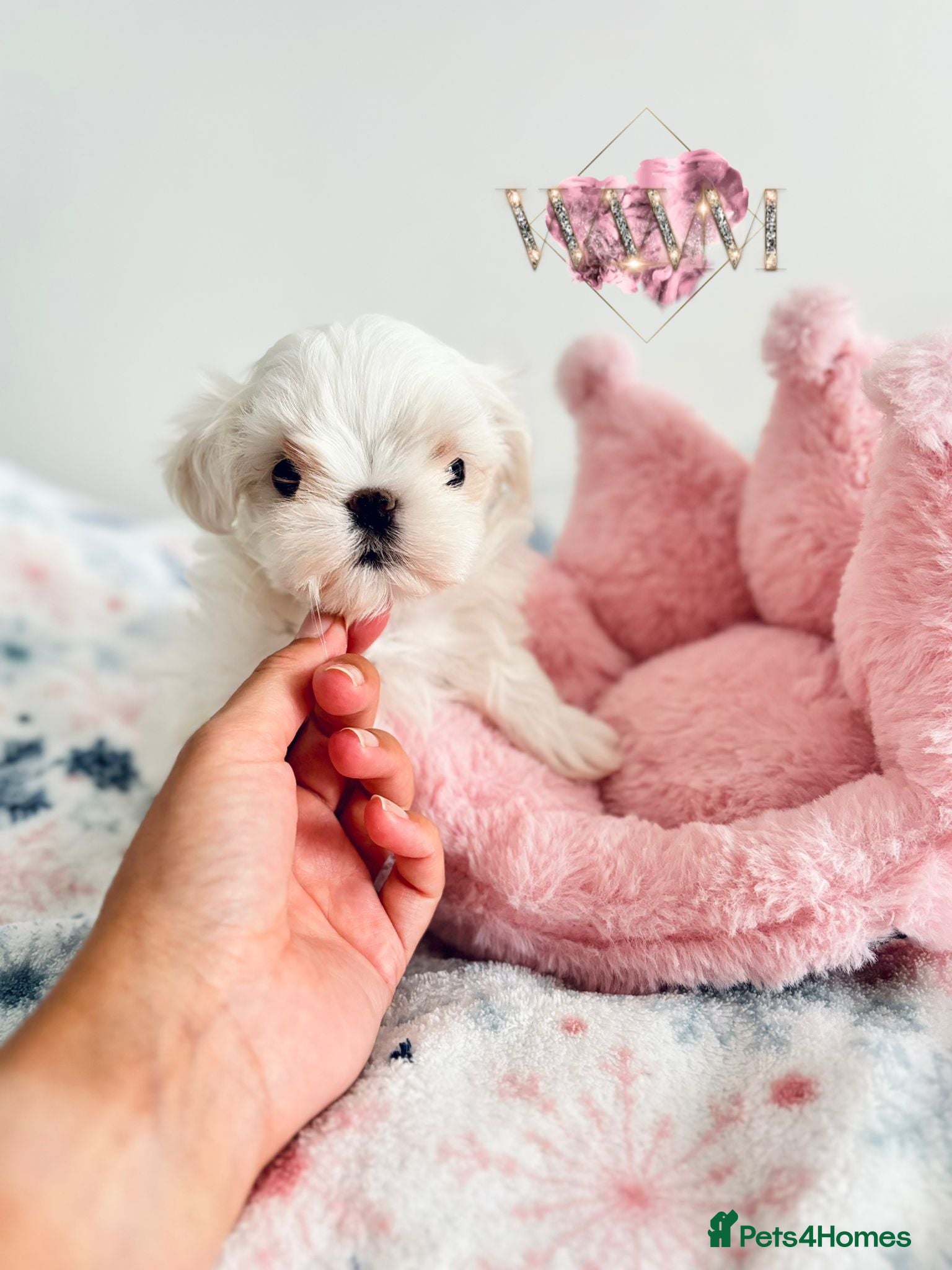 Maltese dogs 🩷Exclusive 🧬 DNA Tested 🧬 Full Korean Maltese🩵 - Advert 5