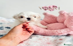 Maltese dogs for sale: 🩷Exquisite Full Korean Maltese Puppies🩵 - Image 9