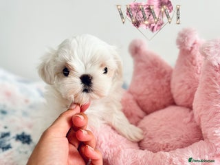 Maltese dogs 🩷Exclusive 🧬 DNA Tested 🧬 Full Korean Maltese🩵 - Advert 14