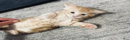 Mixed Breed cats for sale: 4Maine Coon Cross Male Kittens Need Loving Homes . - Advert 13