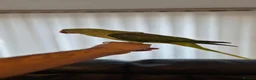 Ringnecks birds for sale: Alexandrian talking parrot, fully hand-tamed. in Walsall - Advert 4