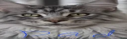 Maine Coon cats for sale: Maine coon kittens - Advert 6
