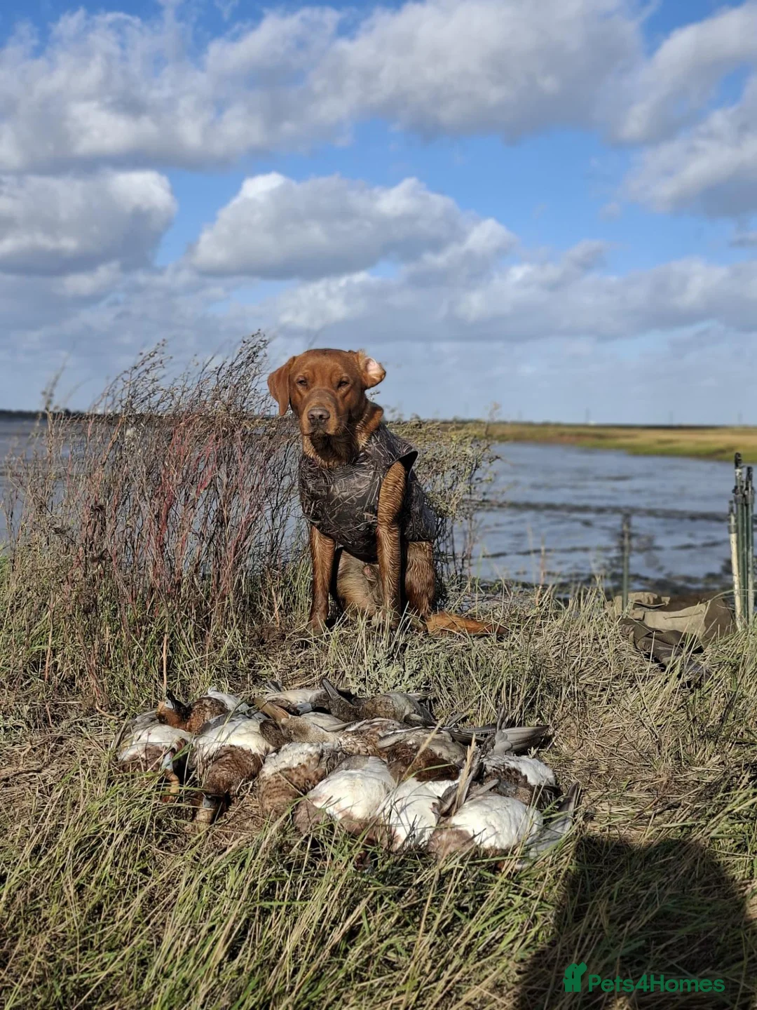 Labrador Retriever dogs for stud: Superb Fox Red Working Labrador at Stud - Advert 1
