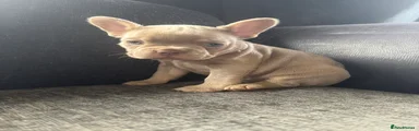 French Bulldog Puppy 2