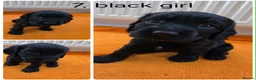 Cocker Spaniel dogs for sale: Beautiful cocker spaniel puppys - Advert 2