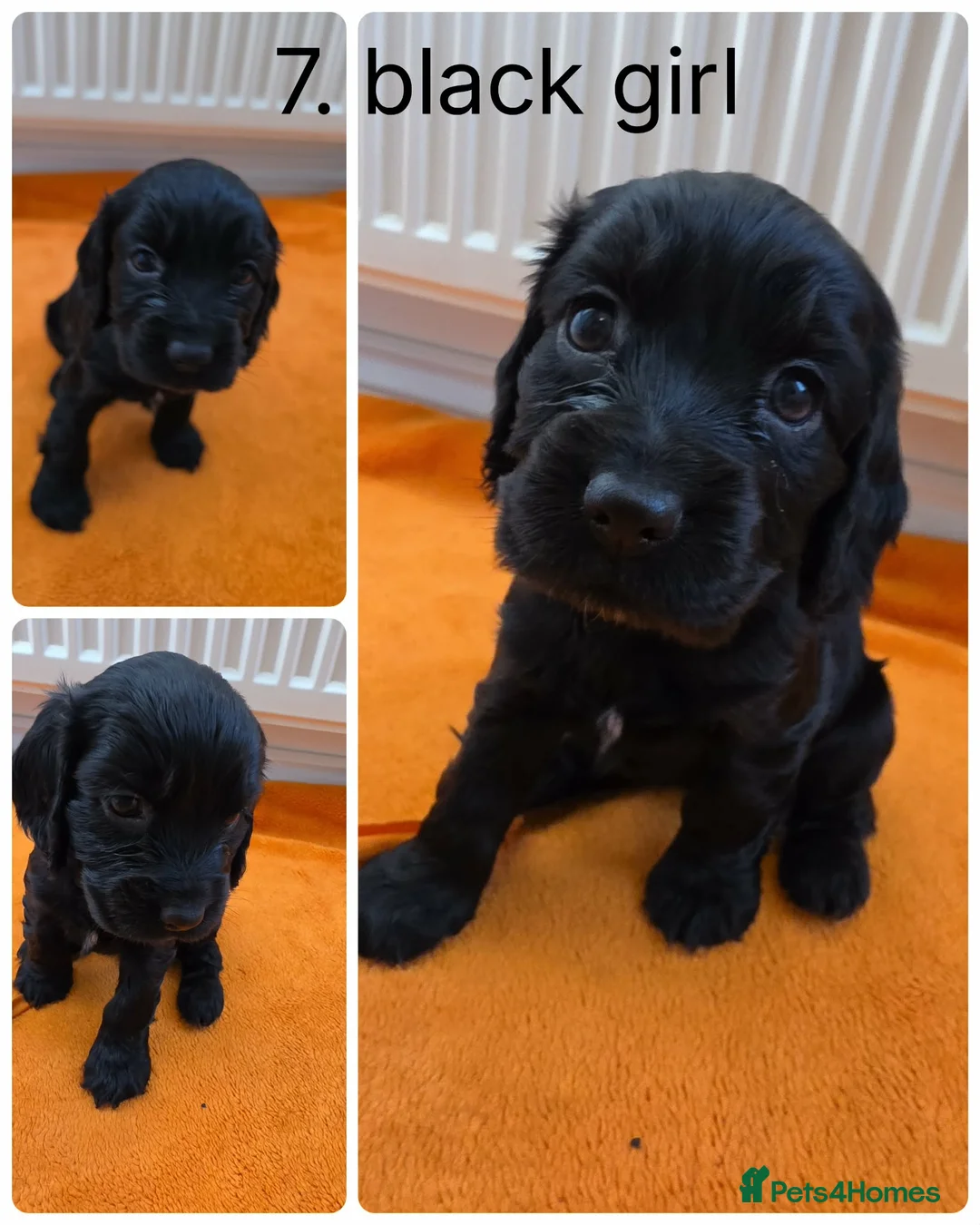 Cocker Spaniel dogs for sale: Beautiful cocker spaniel puppys - Advert 2