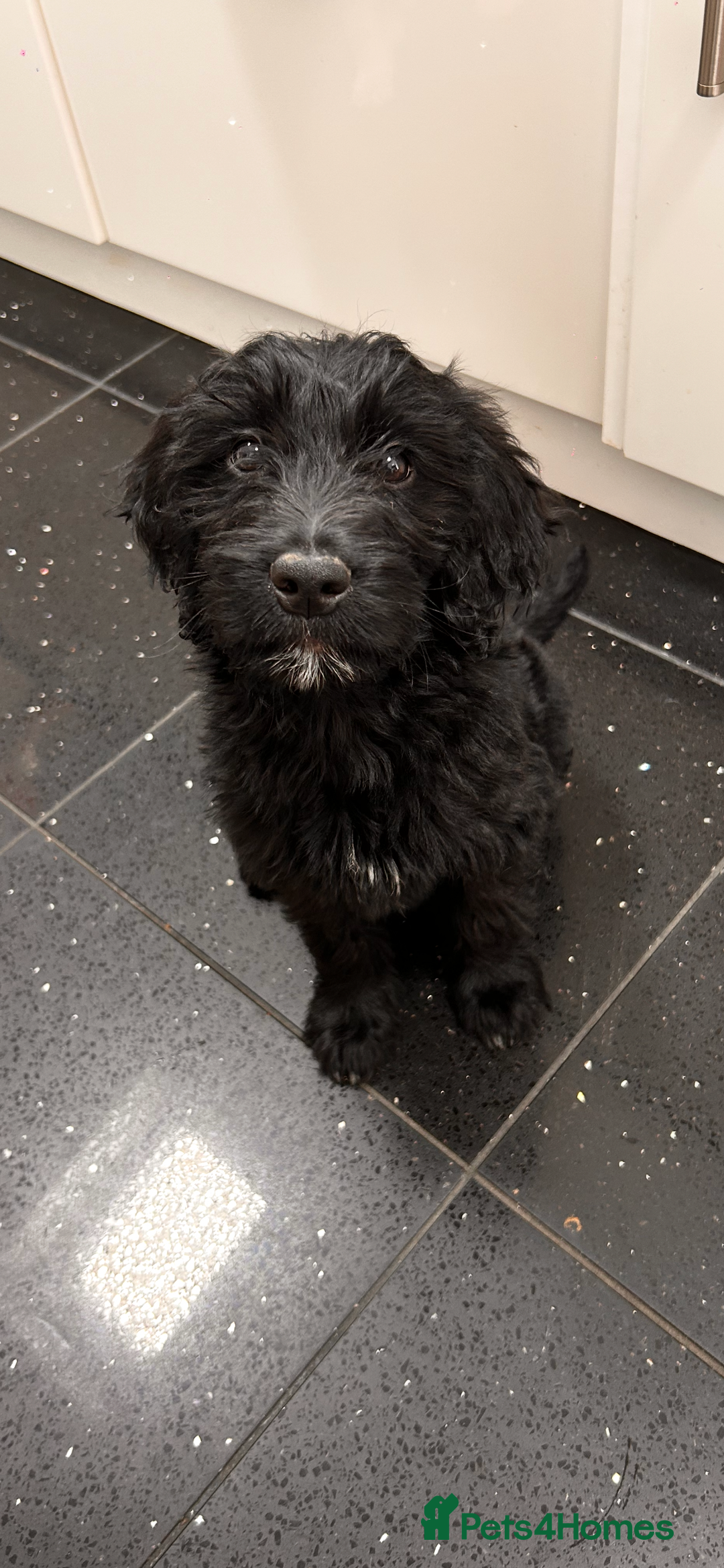 Goldendoodle dogs for sale: F1 Standard Golden Doodles last 1 female - Image 8