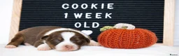 Australian Shepherd dogs for sale: KC registered Australian shepherd  - Advert 8