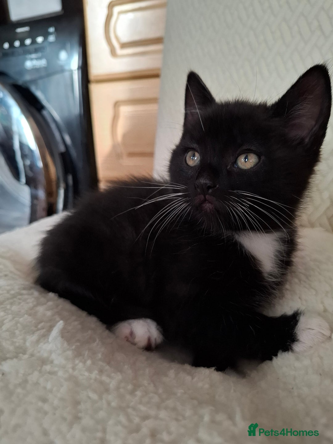 Mixed Breed cats for sale:  Black & White Kittens Looking for a Loving Home - Image 6