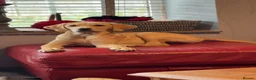 Labrador Retriever dogs for sale: Golden Labrador girl  in Etchingham - Advert 4