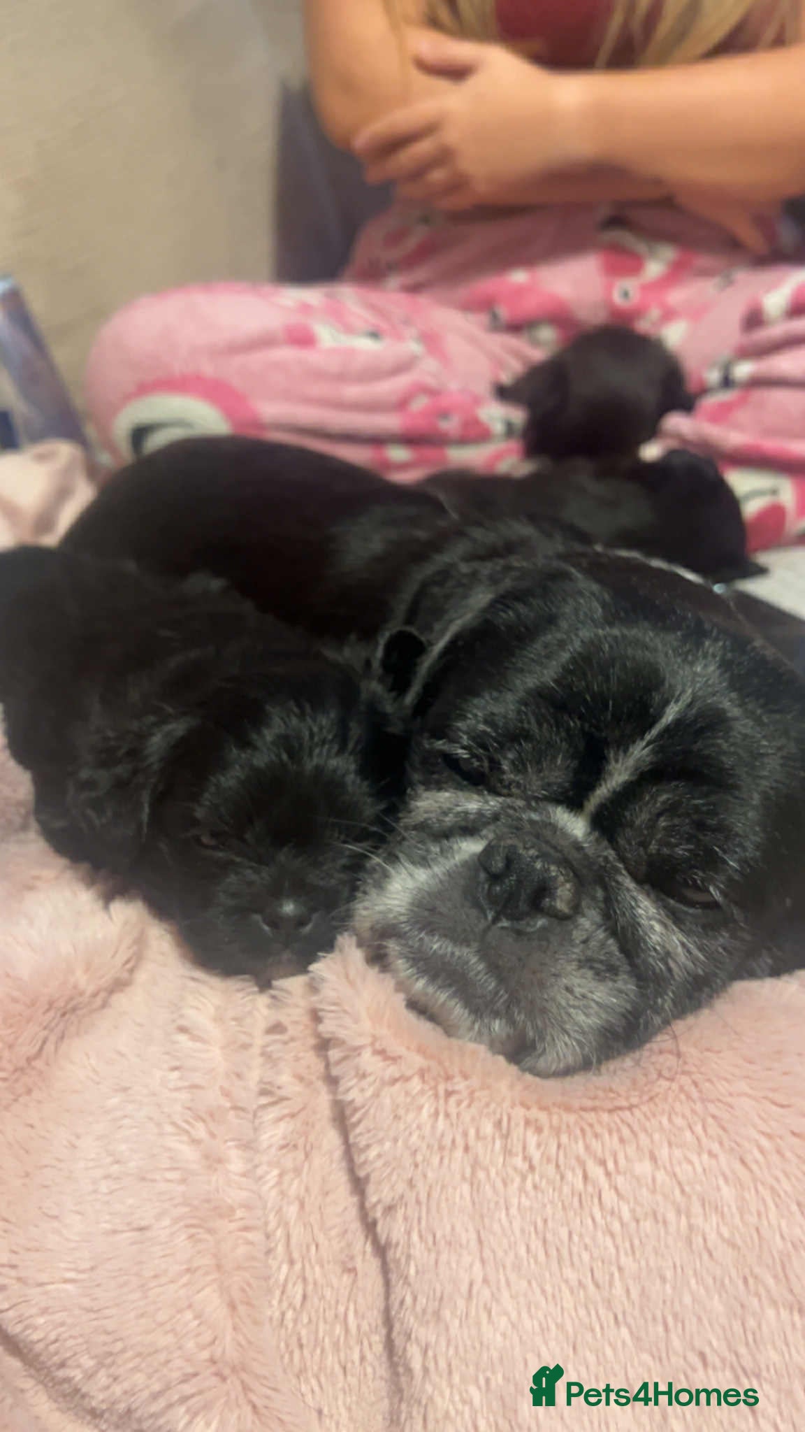 Mixed Breed dogs Pug cross shitzhu female puppies - Advert 6